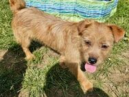 Rivo - lebhafter Norfolk/Border Terrier - Willich