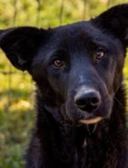 Energiebündel Divan sucht aktive Familie - München