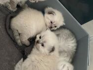 Britisch Kurzhaar Kitten – liebevoll aufgezogen - Siegen (Universitätsstadt) Kaan-Marienborn
