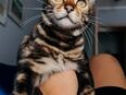 Schöne Bengal Katze sucht liebevolles Zuhause in 93047