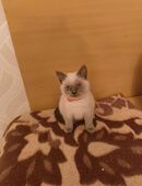 Süße BKH Katzen Babys in 38381