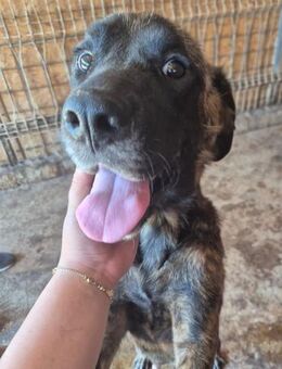Marlia delGarda ist eine liebe Hündin 🐾 - Elsdorf (Nordrhein-Westfalen)