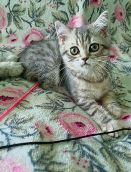 Zuckersüße BKH Kitten **ABGABEREIF ** - Berlin Marzahn-Hellersdorf