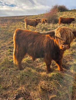 Bauer sucht Frau - Harzgerode