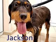 JACKSON ❤ sucht Zuhause oder Pflegest - Langenhagen