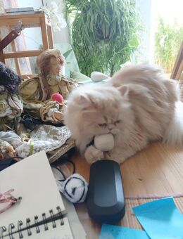Ich suche ein kleines Katzenmädchen - Krefeld