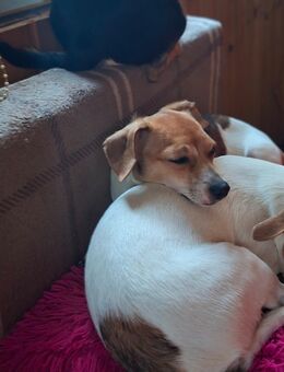 Zwergpinscher - Chihuahua - Welpe RÜDE - Langscheid