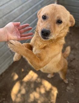Balu, a.d.Tierschutz, sucht Happy-Home - Weißwasser (Oberlausitz) Zentrum