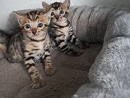 Reinrassige Bengal Kitten mit Stammbaum - Brigachtal