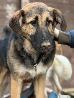 SISSY - verspielt und menschenbezogen - Aerzen