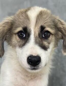 Malea, geb. ca. 04/2024, GRIECHENLAND - Markdorf