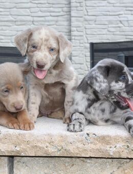 Aussiedor Welpen Labrador x Australian Shepherd - Marlow
