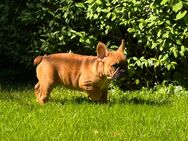 Reinrassige französische Bulldoggen - Eisenberg (Thüringen)