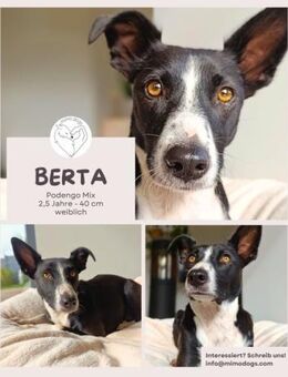 BERTA: Eine ganz besondere Hündin - Brühl (Nordrhein-Westfalen)