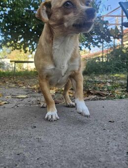 kleine MIKA sucht Körbchen - München