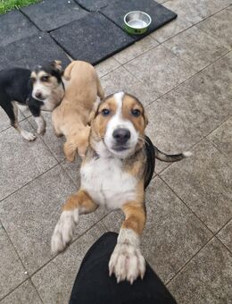 Mischlings welben - Solingen (Klingenstadt)