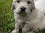 Golden Retriever Welpen - Hennef (Sieg) Zentrum