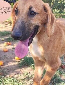 Leo sucht seine Für-Immer-Familie❤️ - Saarbrücken