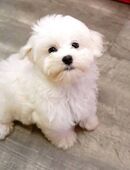 Bischon maltese toy in 49124