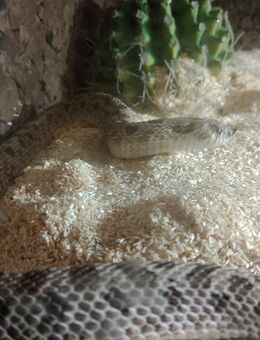 westliche Hakennasennatter + Terrarium - Rostock Lütten Klein