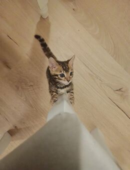 Bengal-Kitten im November abzugeben - Ingolstadt