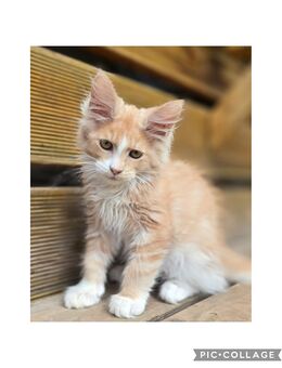 Maine Coon Kater - Herzberg (Harz)