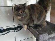 Maine Coon Kitten im Juni - Herzberg (Elster)