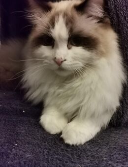 Ragdoll Kitten mit Stammbaum ab sofort - Gochsheim