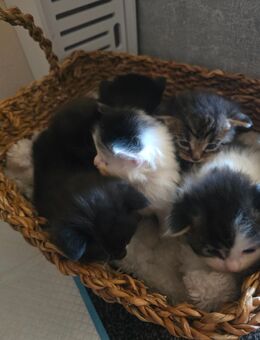Maine coon Perser mixe - Kalbe (Milde)