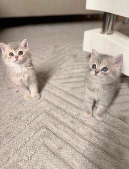 Liebevolle bkh kitten, geimpfte Britisch Kurzhaar Kitten suchen ein Zuhause - Aachen