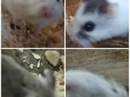 wuselige kleine Zwerghamster Roborowski Hamster - Neustadt (Sachsen) Hohwald