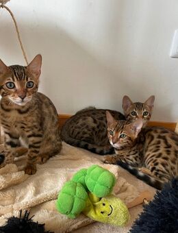 Titel: Wunderschöne Bengalkitten suchen neues zu Hause - Ludwigshafen (Rhein)