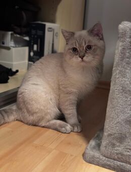 Wunderschöner Britisch Kurzhaar-Kater Balou sucht ein liebevolles Zuhause - München