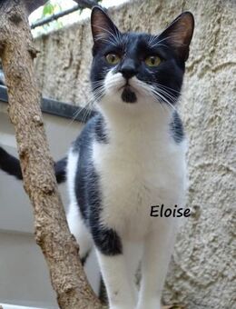 Eloise in Hattersheim(ALO) - Geisenheim