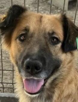 Tanja-liebe Maus, 54cm, ca. 3 Jahre - Rösrath