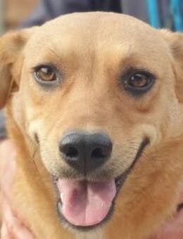 Paula-zuckersüße Hündin 4J. 46cm - Rösrath