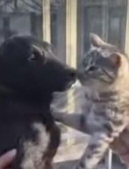 Alex; einziger Überlebender - Geilenkirchen