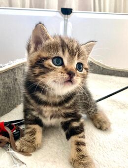 BkH Junge reinrassig Golden Black Tabby - Bremen