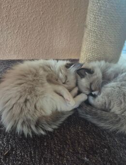 Zauberhafte Kitten suchen ihren neuen Für immer Menschen - Langerwehe