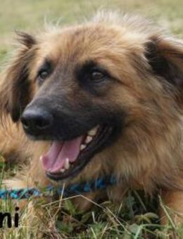 Boni der Hund, der dein Herz stiehlt - Kissing