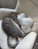 Kater Europäisch kurzhaar/Bengal und British langhaar in 45138