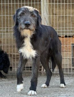 Mino 💗 Seelenhund sucht seine Familie - Hamburg
