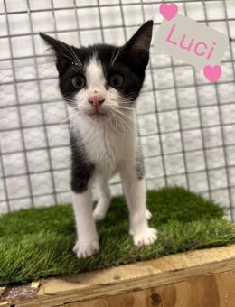 Luci - Sanfter Sonnenschein auf Pfoten - Stein-Wingert