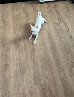 Chihuahua welpe - Bonn