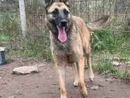 Nika Schäferhund-Power sucht dich! - Hamburg