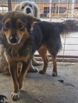 Ellie sucht ein liebevolles Zuhause - Blankenheim (Nordrhein-Westfalen)