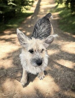 Carla sucht ein liebevolles Zuhause! ❤️ - Breitengüßbach