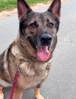 Dringend Zuhause gesucht - Melle