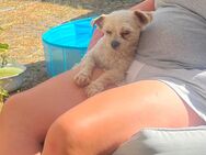 Maltipoo Rüde - Lossatal