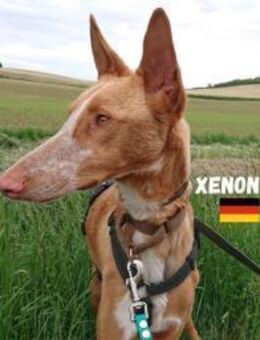 Xenon - fröhlich und sozial - Heppenheim (Bergstraße)